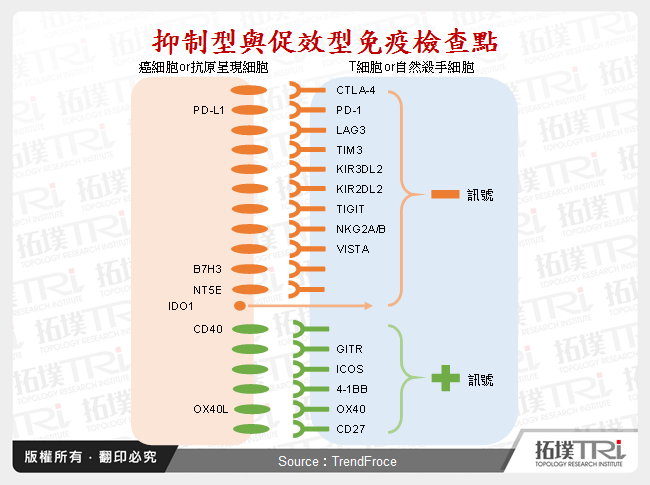 抑制型與促效型免疫檢查點