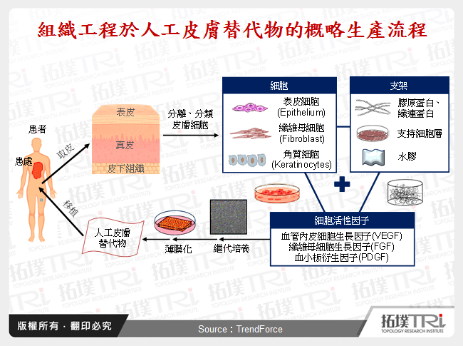 組織工程於人工皮膚替代物的概略生產流程